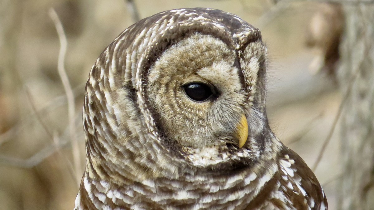 Barred Owl - ML646766666