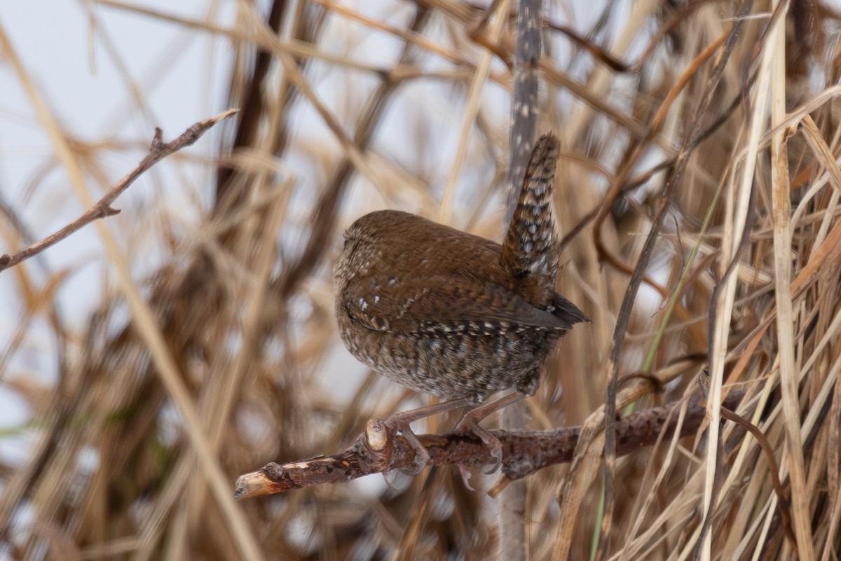 Winter Wren - ML646766667