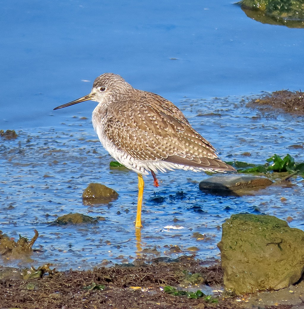 Büyük Sarıbacak - ML646766669