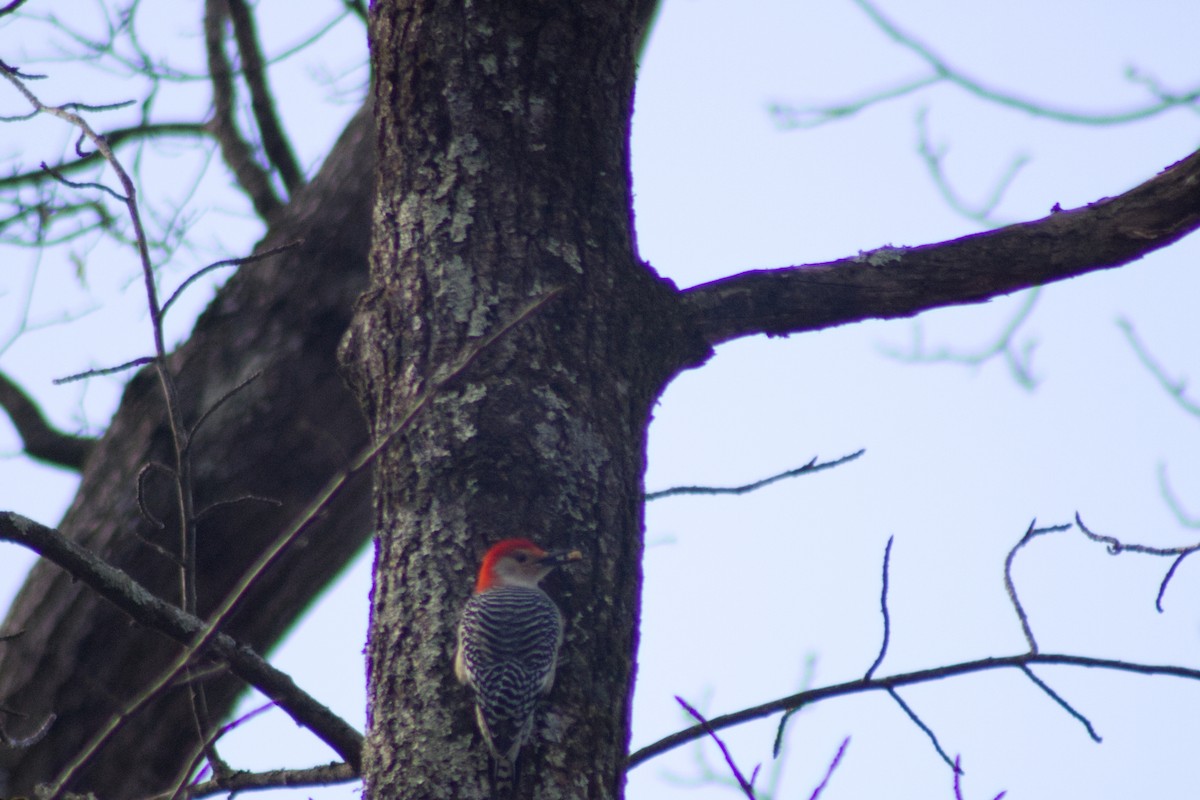 Red-bellied Woodpecker - ML646766671