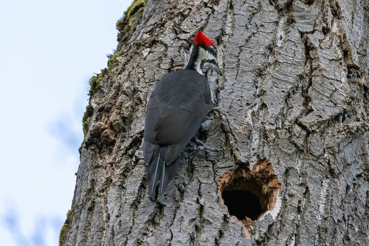 Pileated Woodpecker - ML646766672