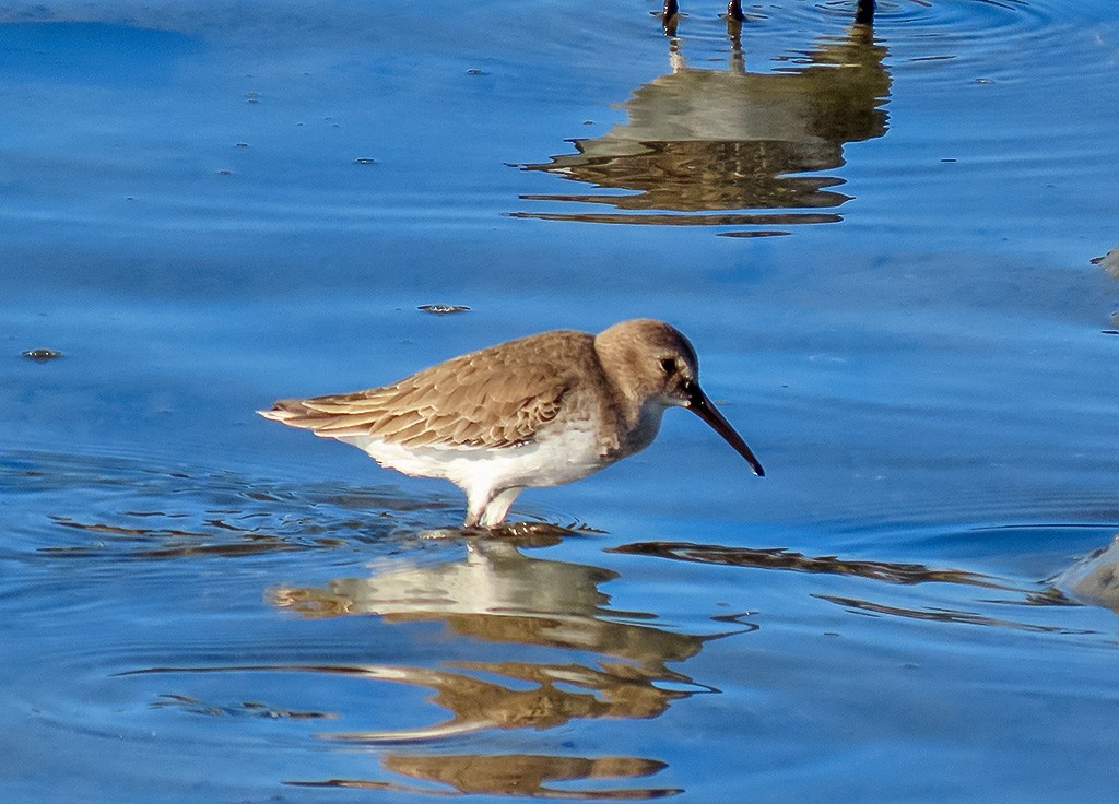 Kara Karınlı Kumkuşu - ML646766673