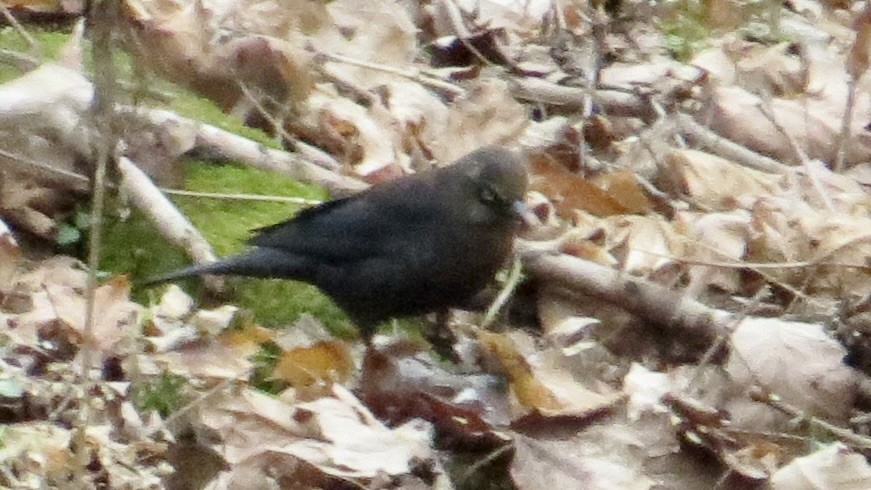 Rusty Blackbird - ML646766677