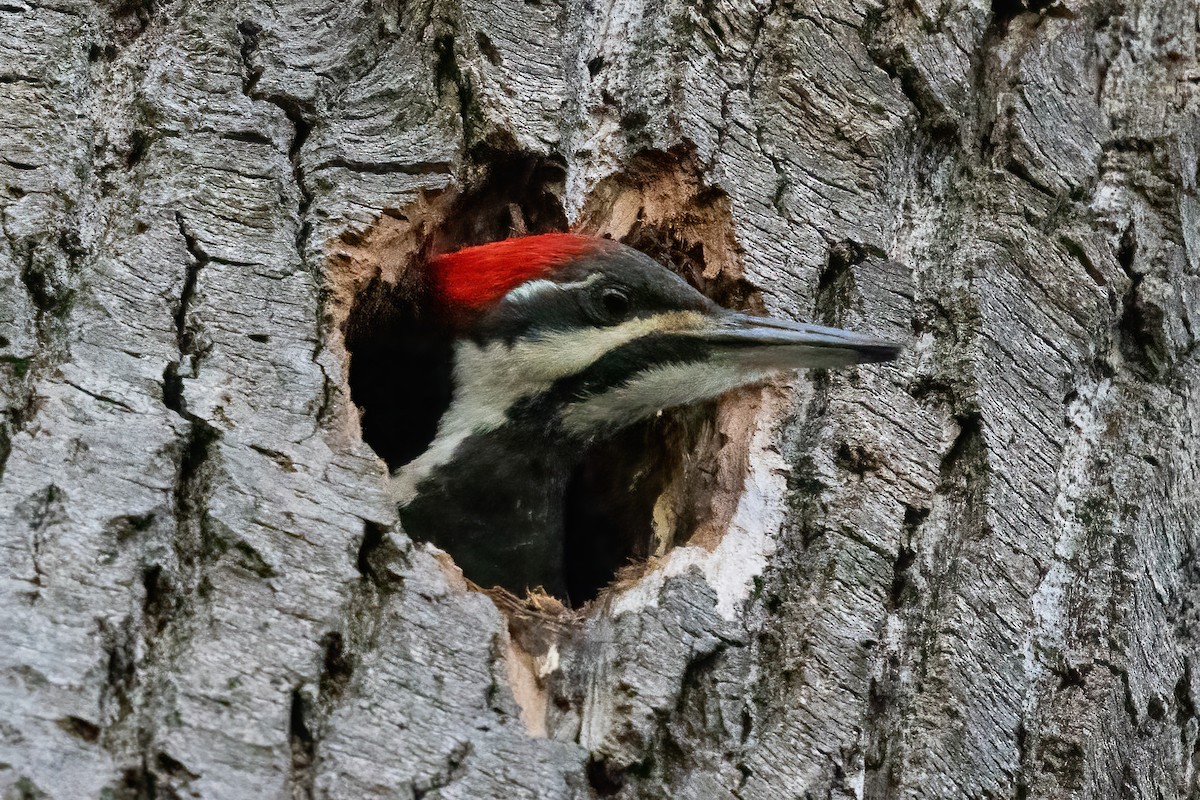 Pileated Woodpecker - ML646766678