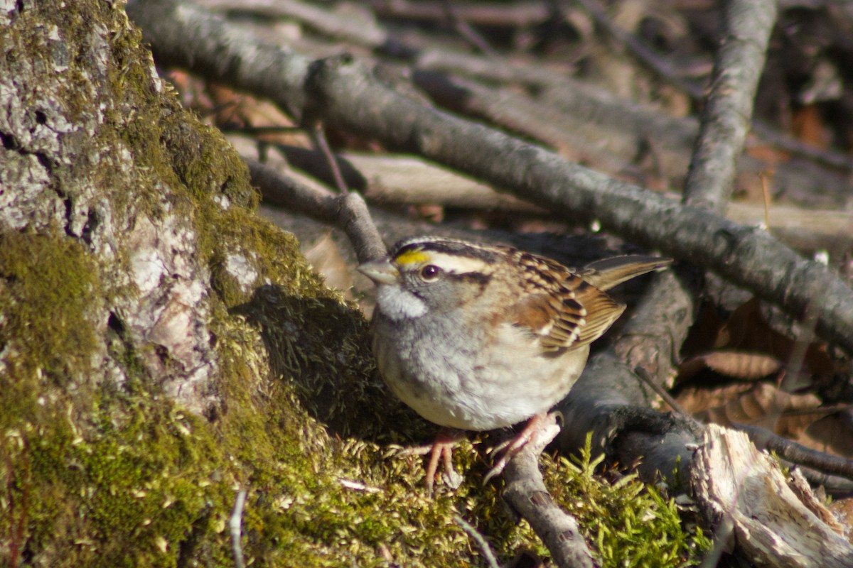 White-throated Sparrow - ML646766679