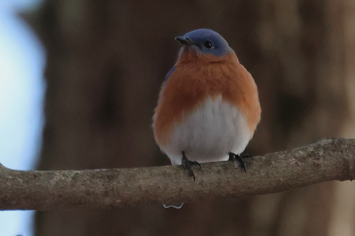 Eastern Bluebird - ML646766680