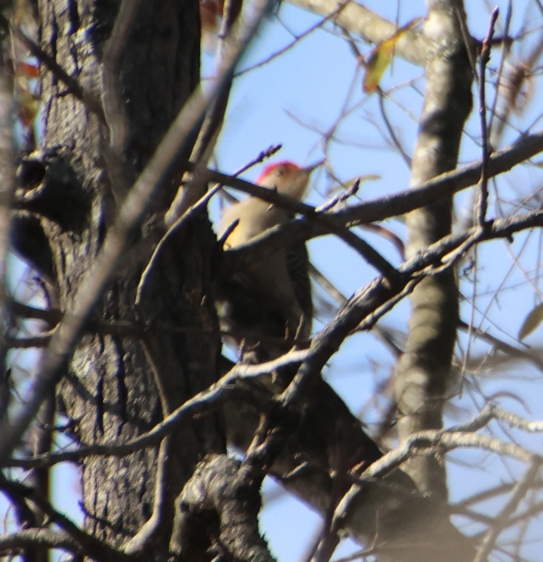 Red-bellied Woodpecker - ML646766681