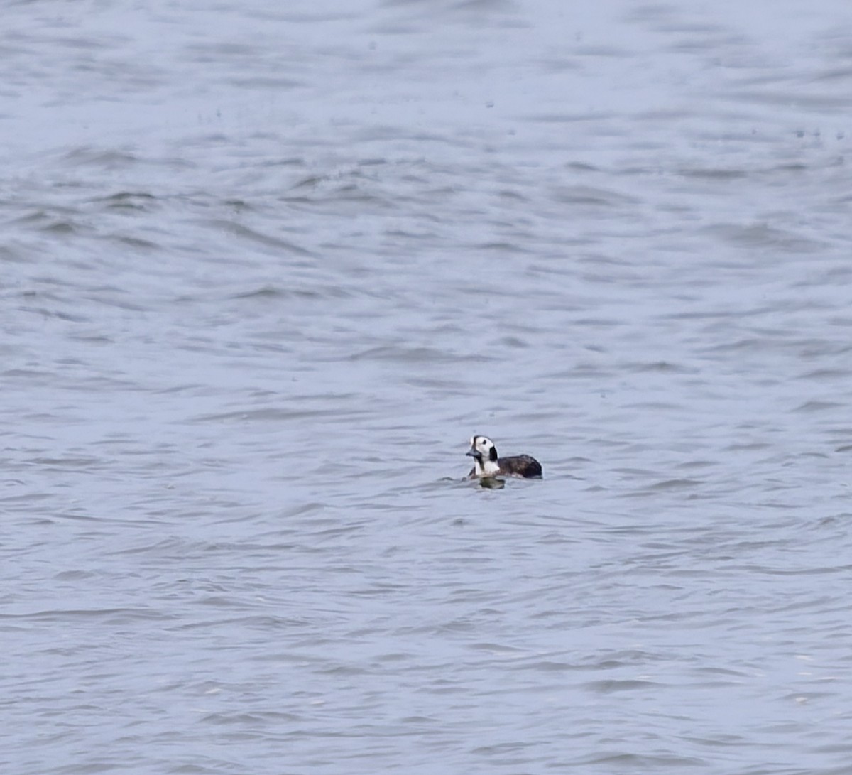 Harelde kakawi - ML646766683