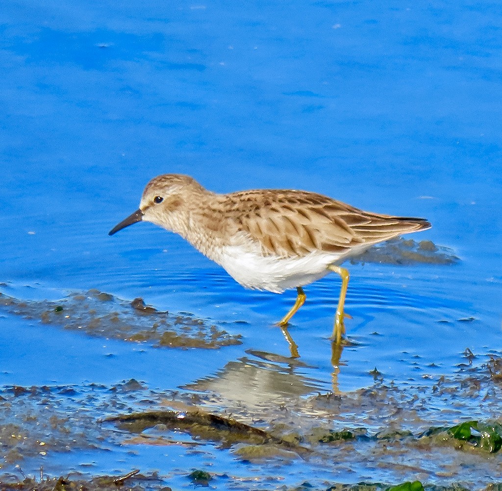 Cüce Kumkuşu - ML646766686