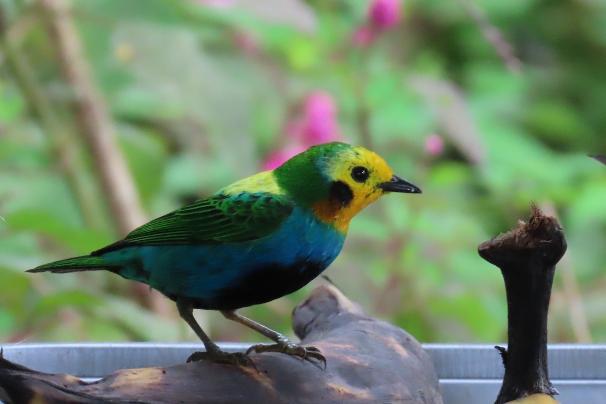 ゴシキエメラルドフウキンチョウ - ML646766687