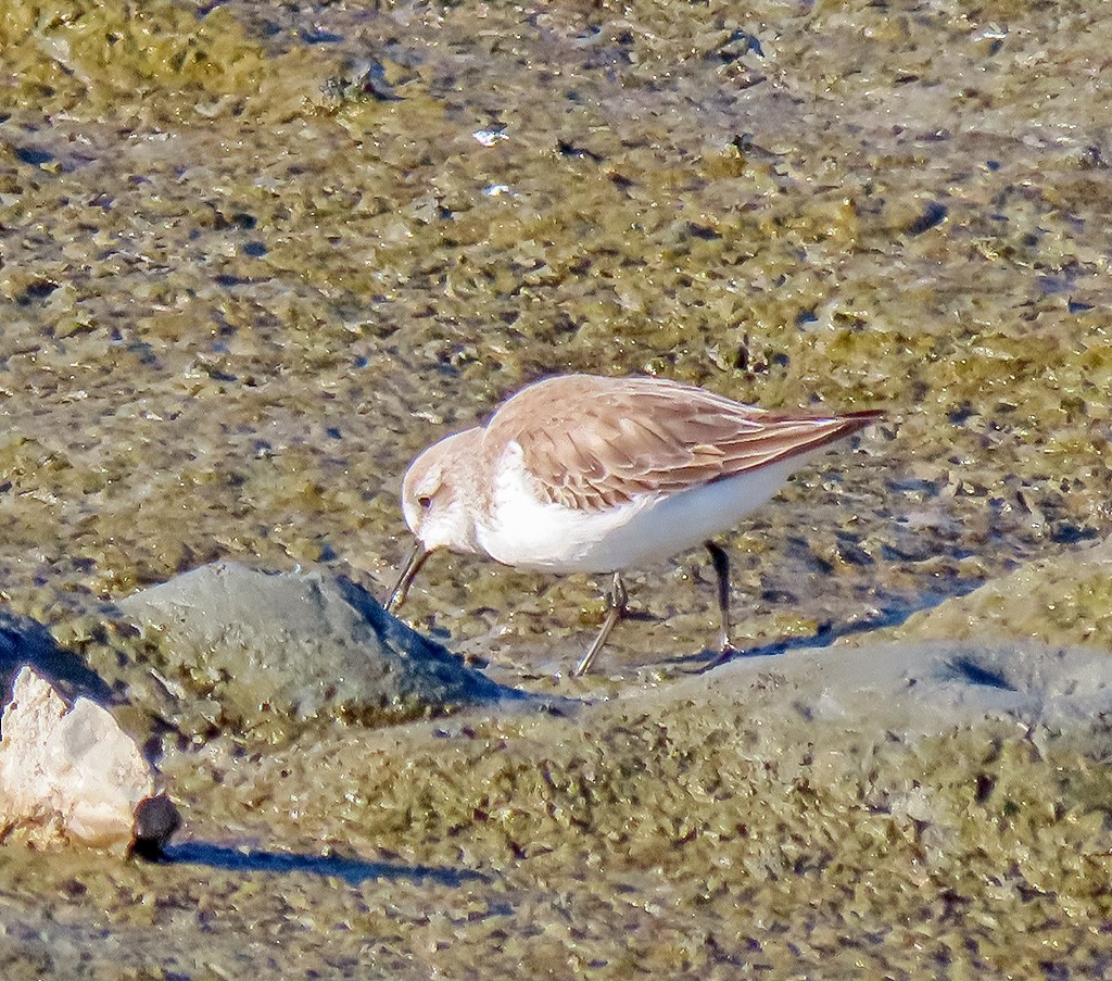 Alaska Kumkuşu - ML646766688