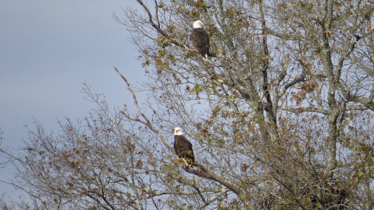 Bald Eagle - ML646766694