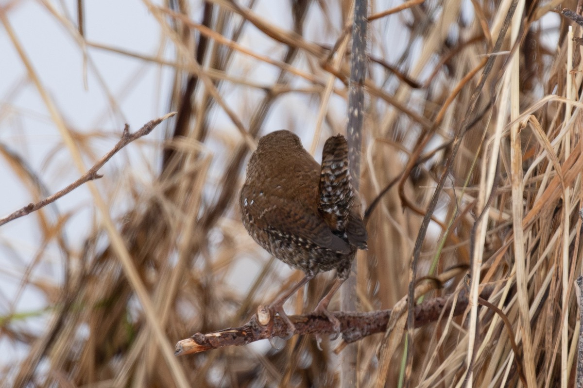Winter Wren - ML646766695