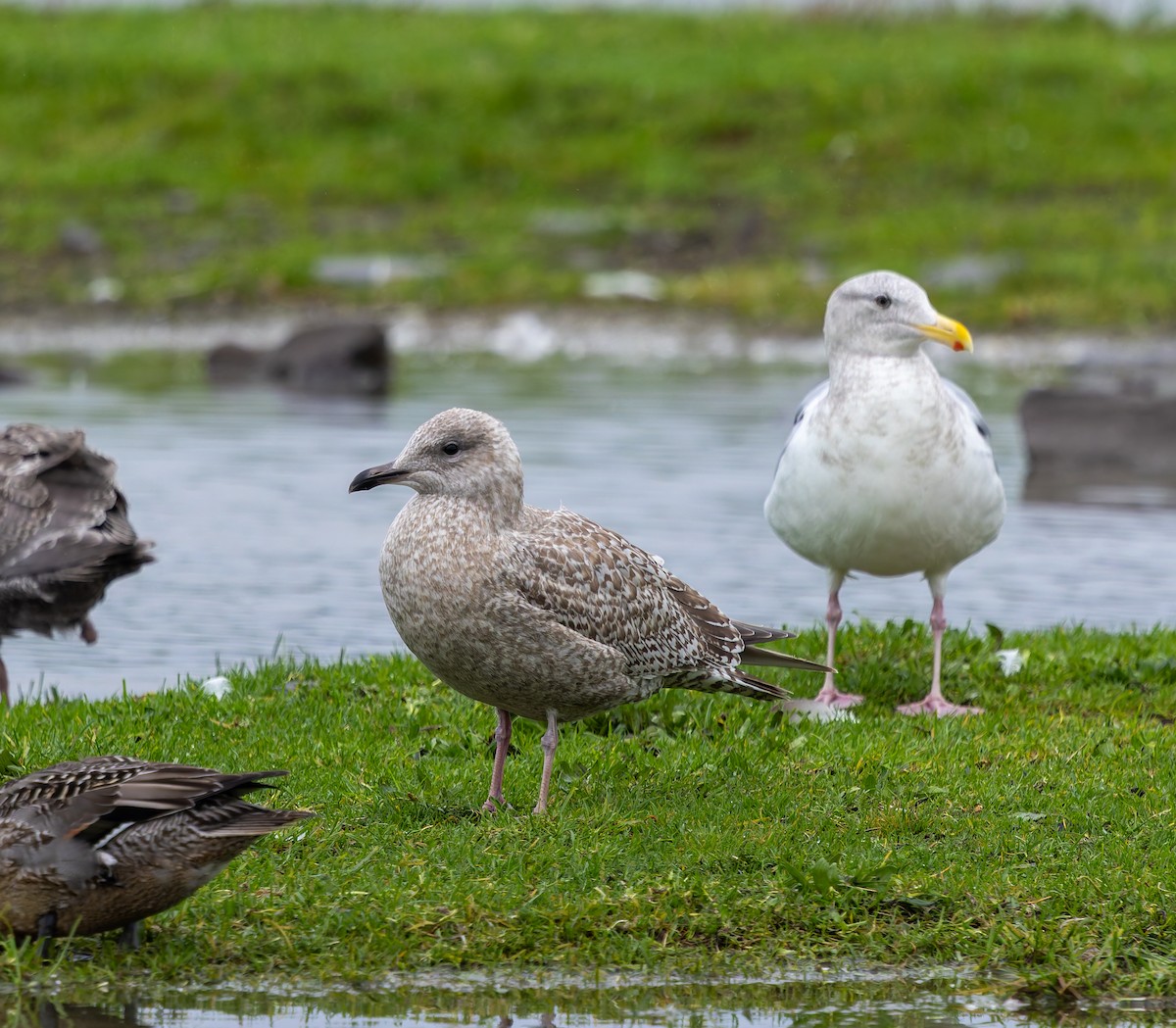 Goéland arctique (thayeri) - ML646766707