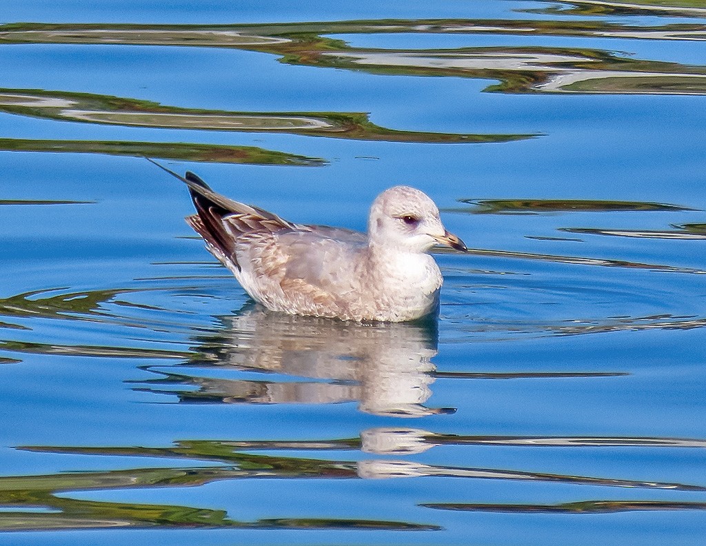 Kısa Gagalı Martı - ML646766708