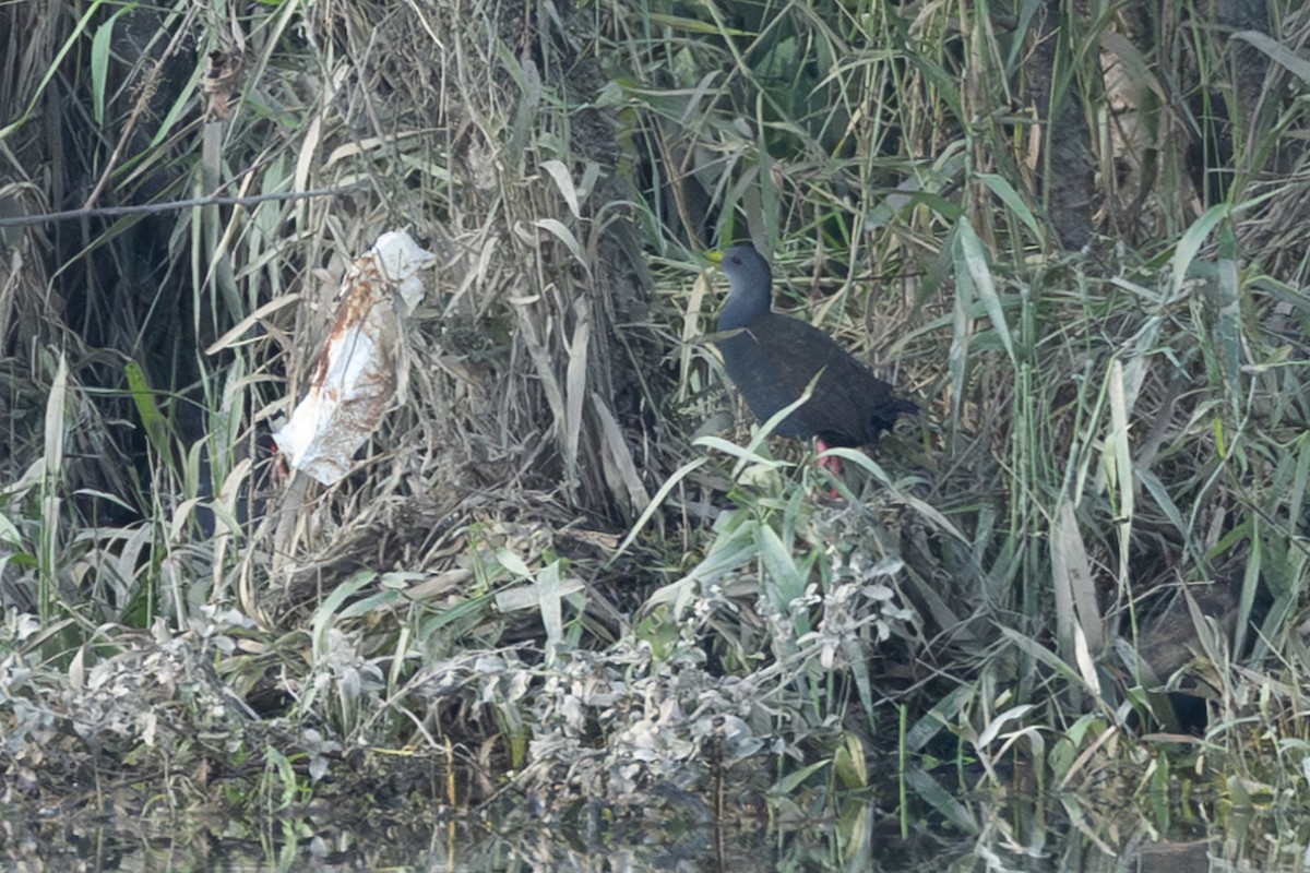 Râle noirâtre - ML646766709