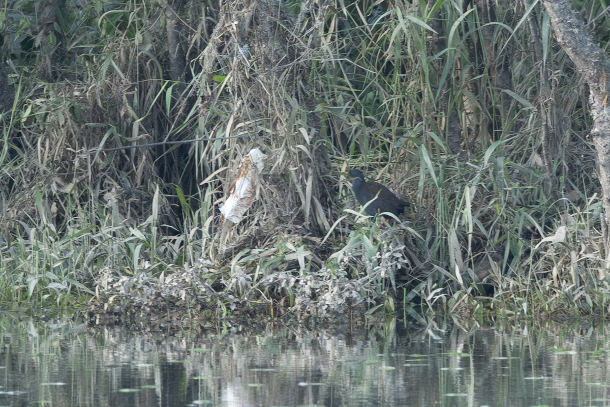 Râle noirâtre - ML646766710