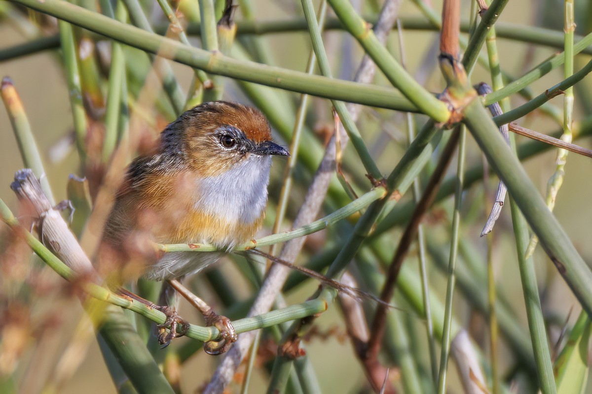 Southern Emuwren - ML646766712