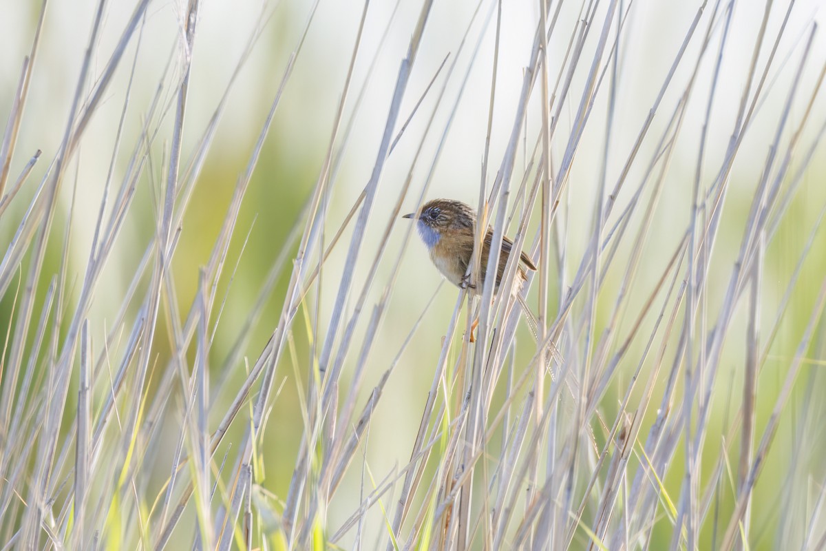 Southern Emuwren - ML646766714