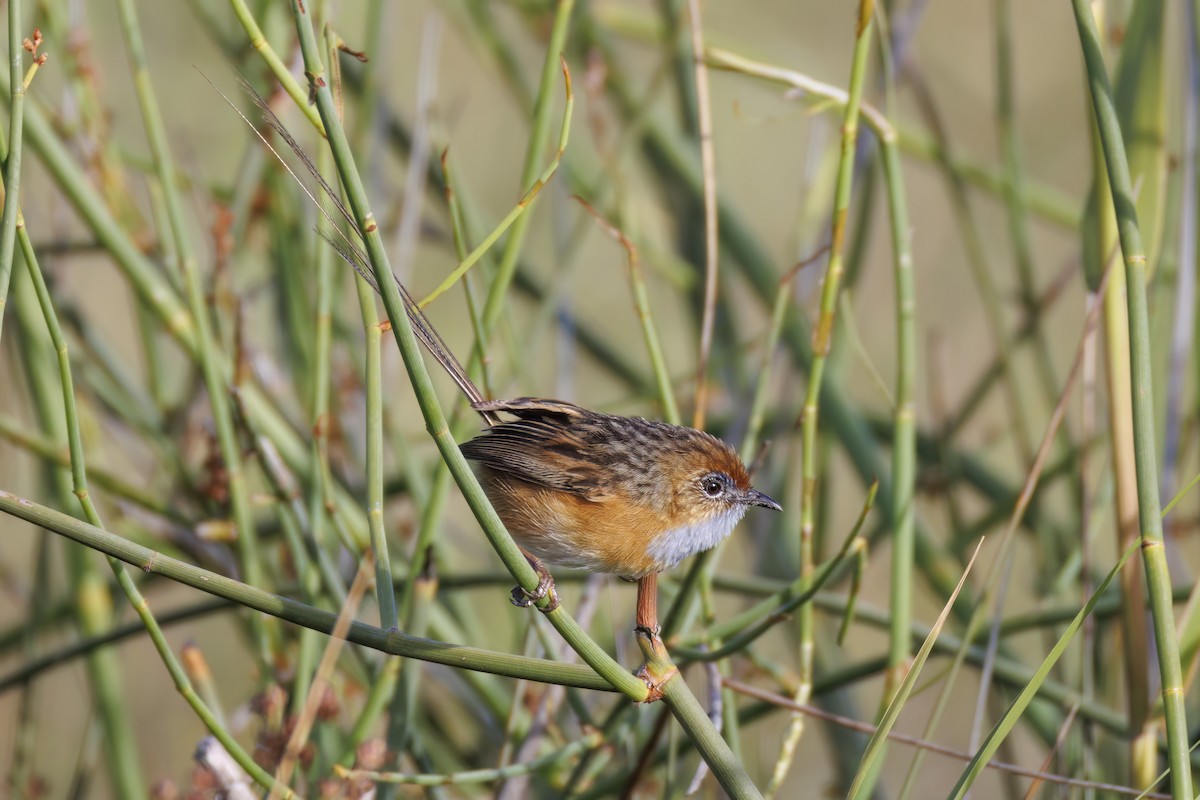 Southern Emuwren - ML646766715