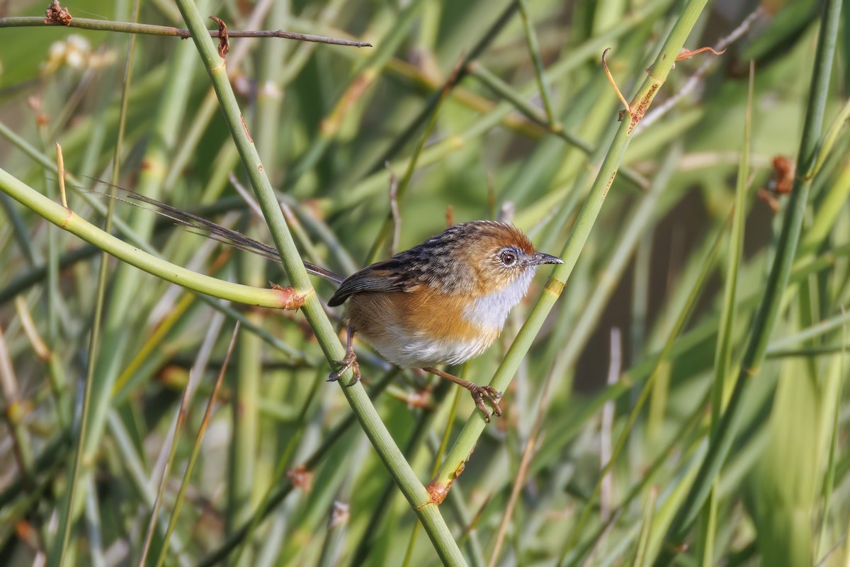 Southern Emuwren - ML646766716