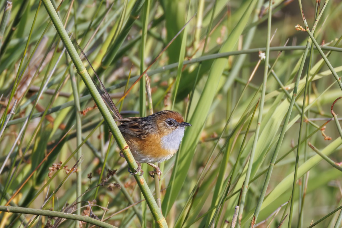 Southern Emuwren - ML646766717