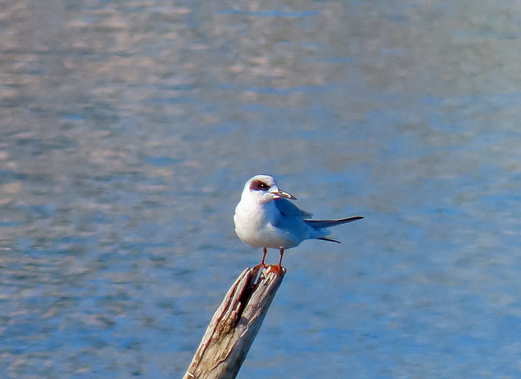Forster's Tern - ML646766719