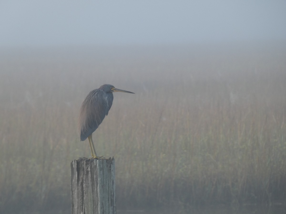 Garceta Tricolor - ML646766722