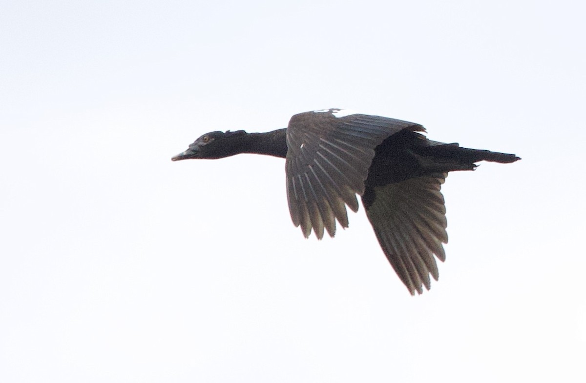 Canard musqué - ML646766723