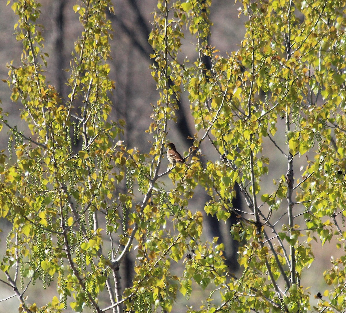 דשוש חום - ML646766725