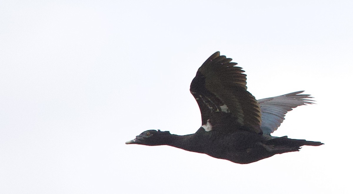 Canard musqué - ML646766726