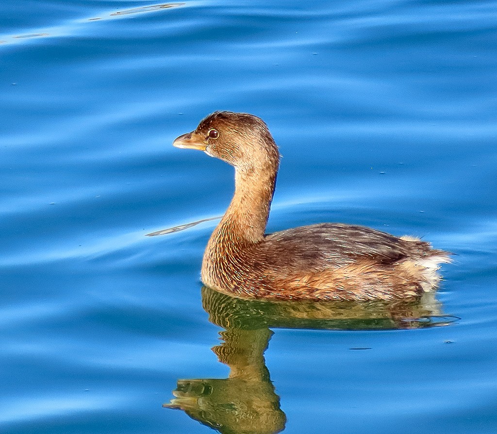 Kalın Gagalı Batağan - ML646766729