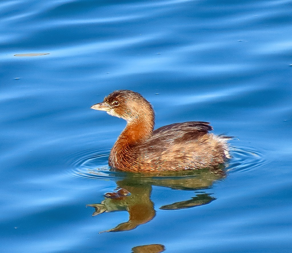 Kalın Gagalı Batağan - ML646766730