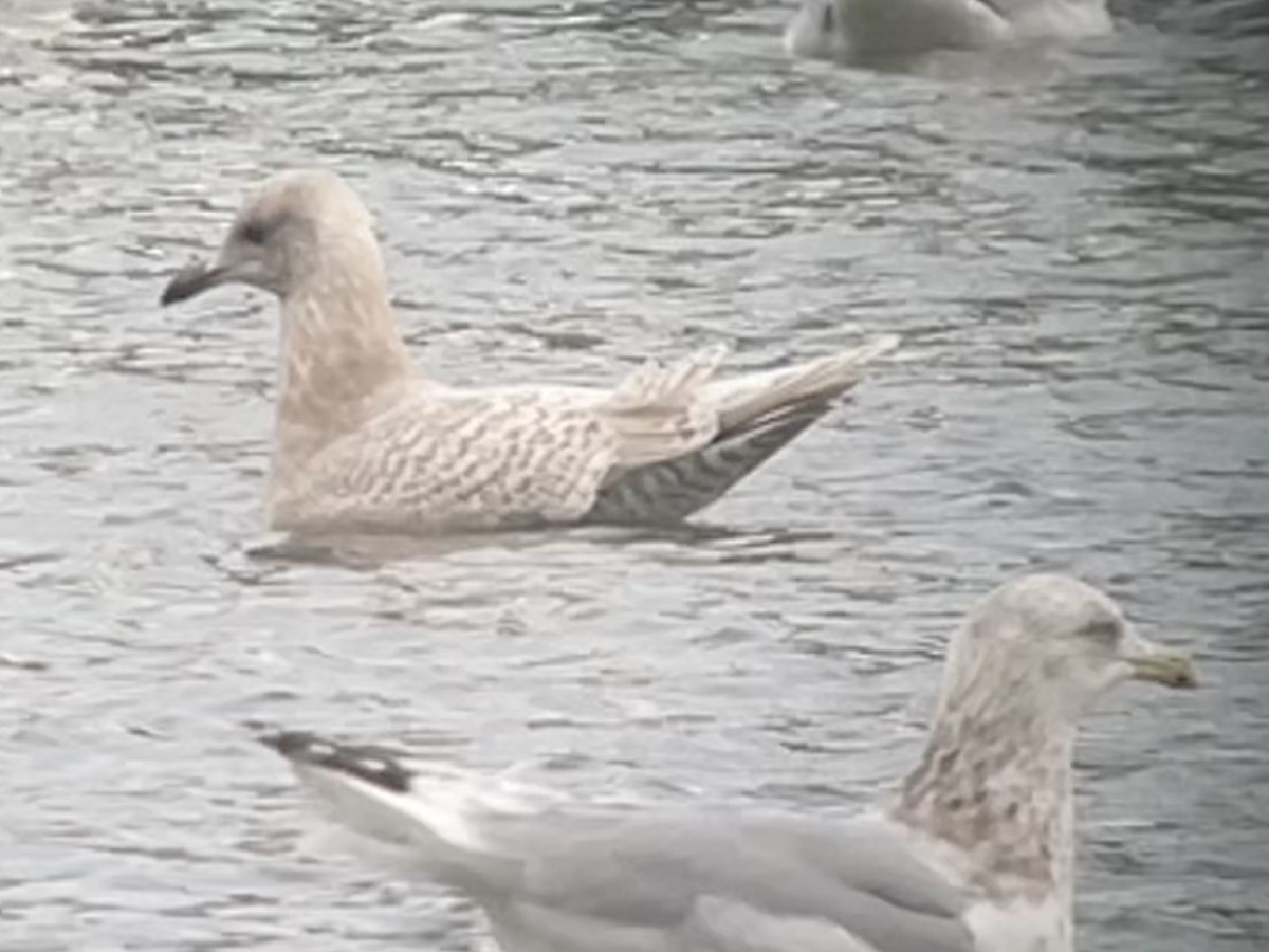 grønlandsmåke (kumlieni) - ML646766733