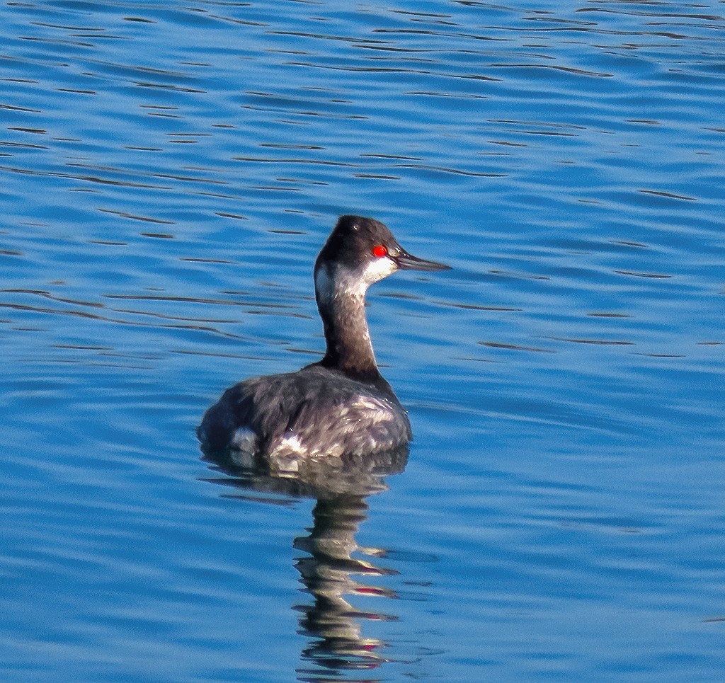 Grèbe à cou noir - ML646766734