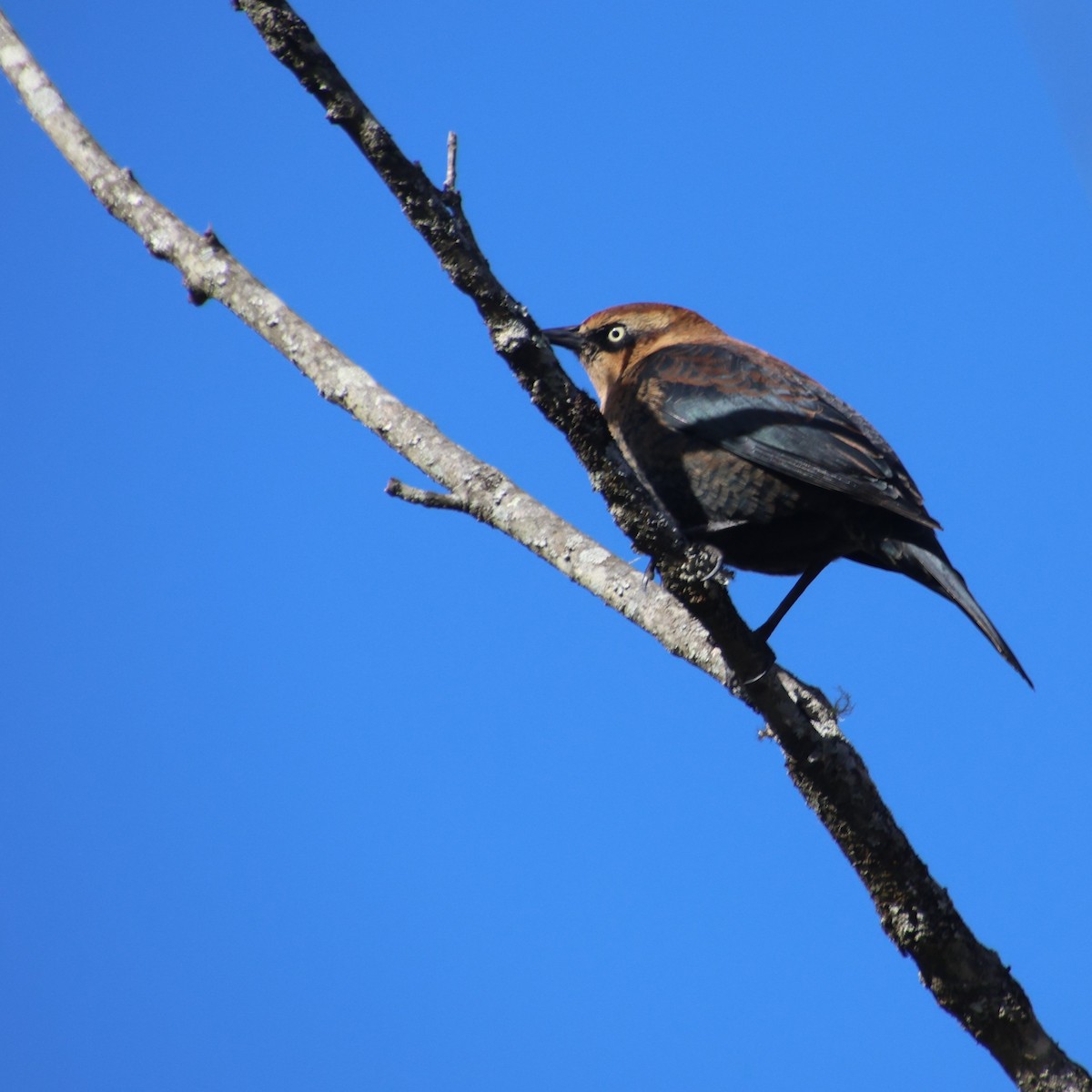 Rusty Blackbird - ML646766736