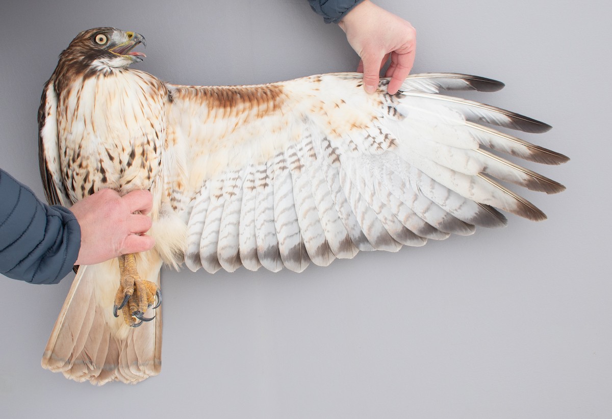 Kızıl Kuyruklu Şahin - ML646766739