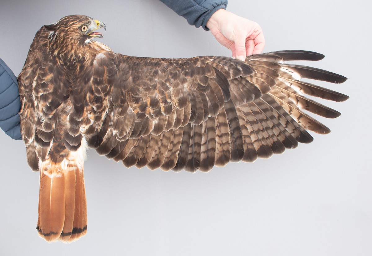 Kızıl Kuyruklu Şahin - ML646766740