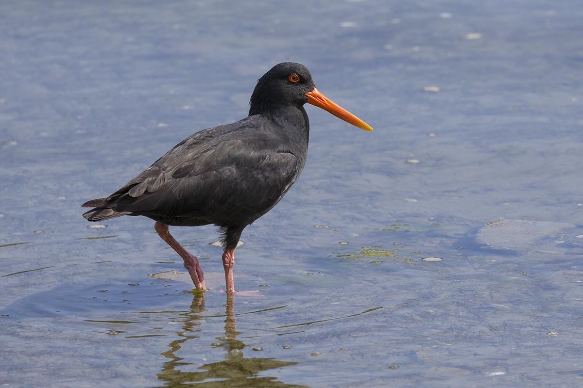 Variable Oystercatcher - ML646766741