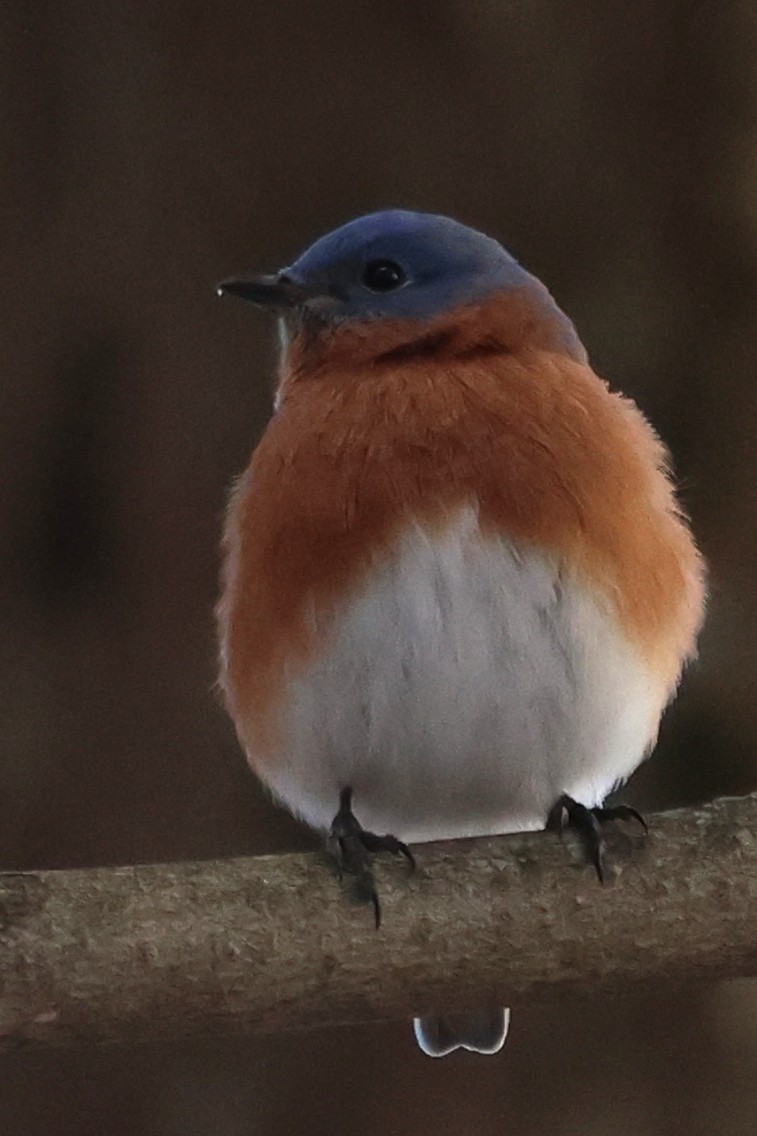 Eastern Bluebird - ML646766744