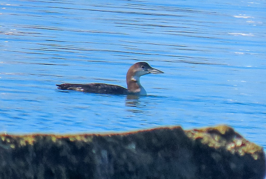 Buz Dalgıcı - ML646766745