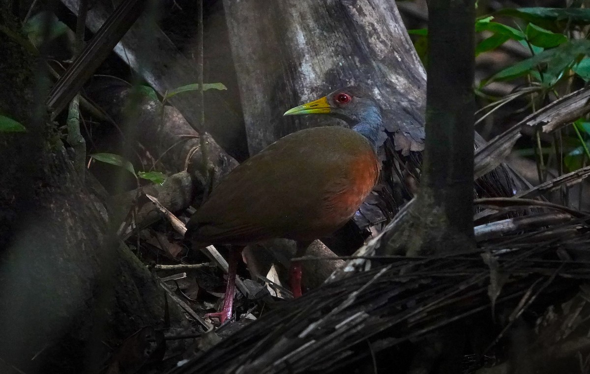 コンゴウモリクイナ - ML646766746