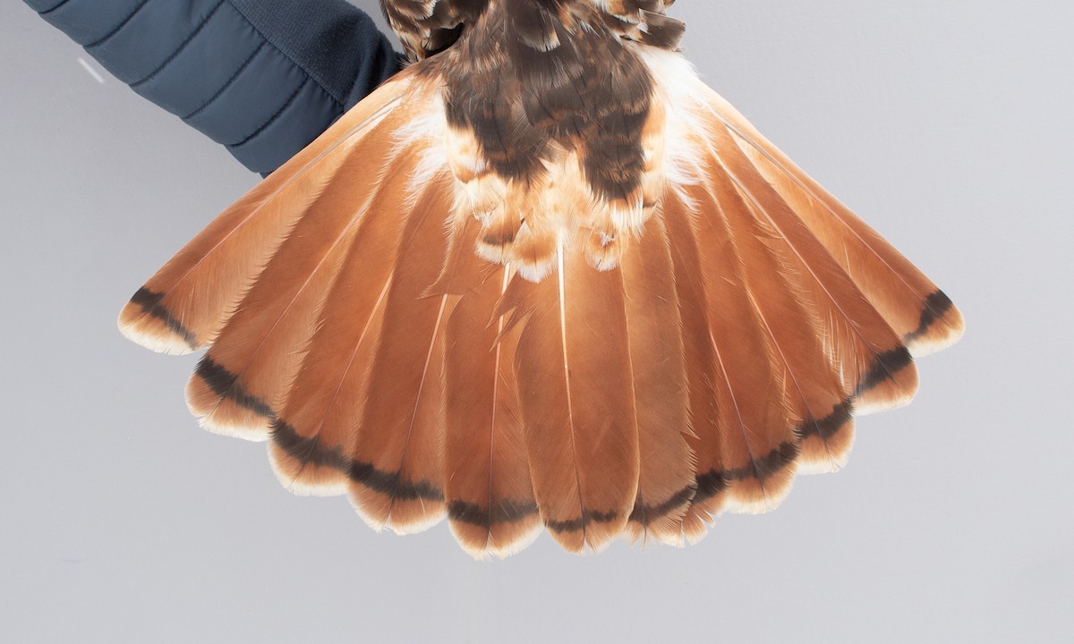 Kızıl Kuyruklu Şahin - ML646766747