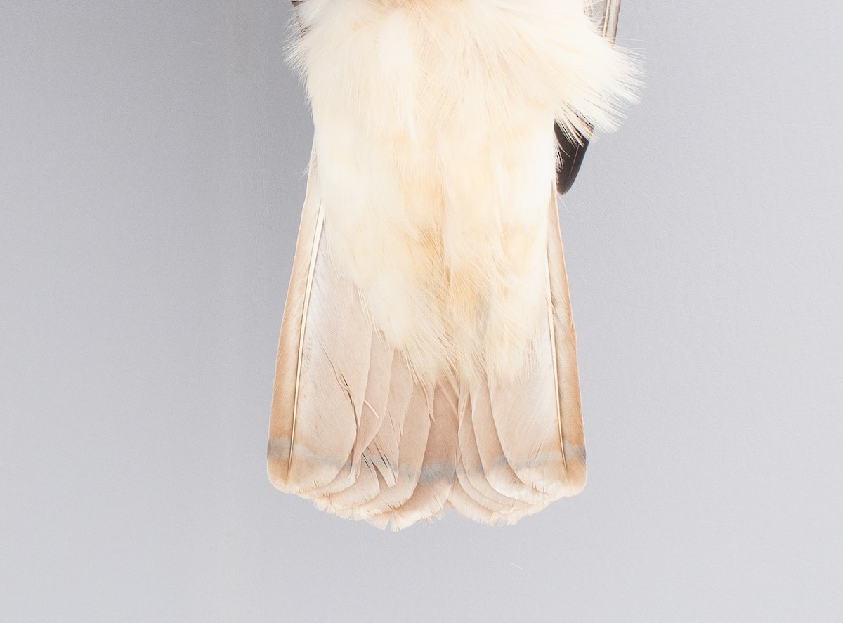 Kızıl Kuyruklu Şahin - ML646766748