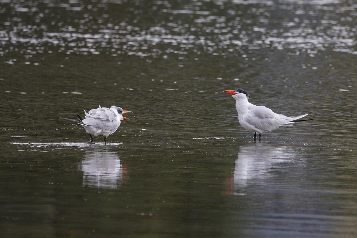 Txenada mokogorria - ML646766749