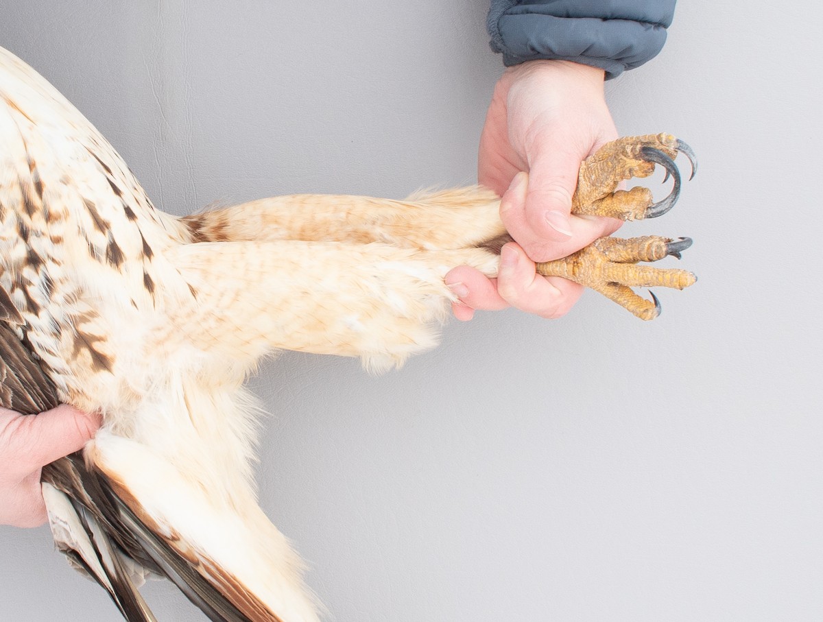 Kızıl Kuyruklu Şahin - ML646766750