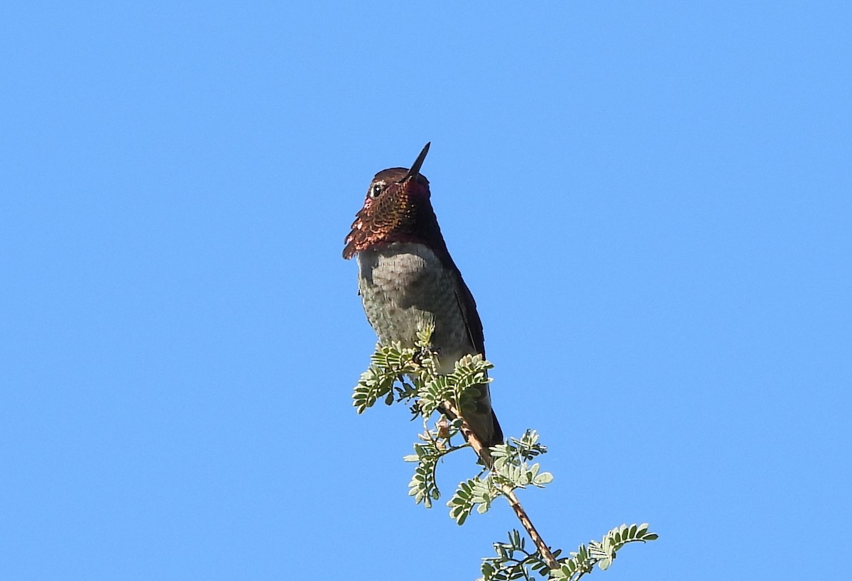 Anna's Hummingbird - ML646766751