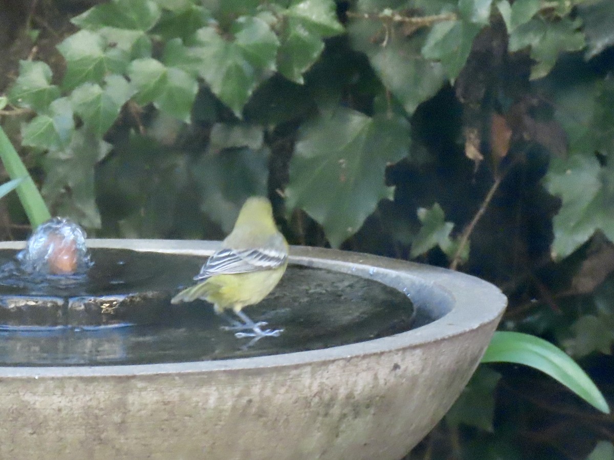 Oriole des vergers - ML646766752