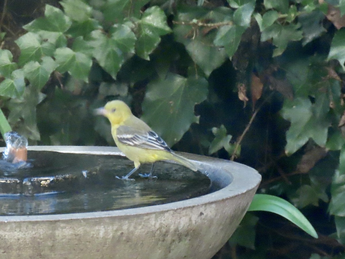 Oriole des vergers - ML646766753