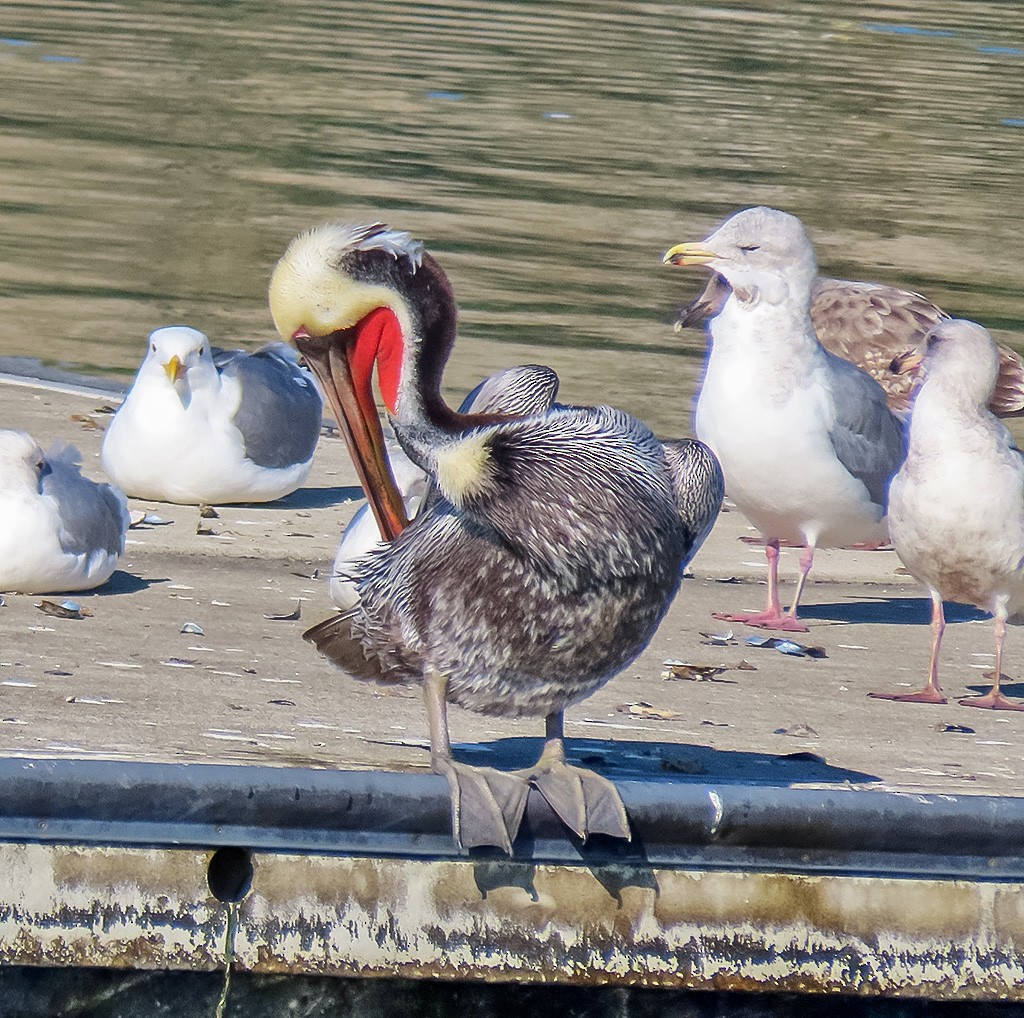 Kahverengi Pelikan - ML646766755